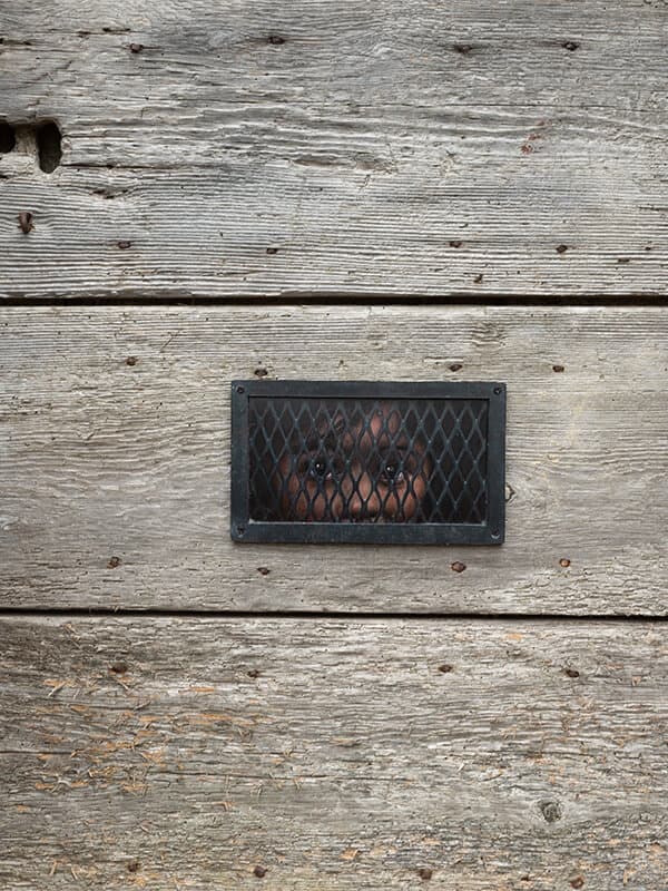2023-Dan_Witz-1